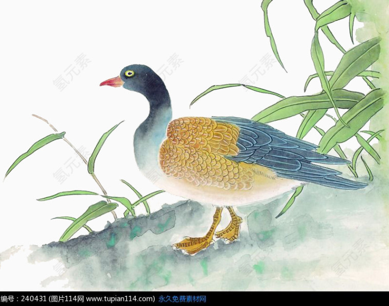 池塘边的野鸭