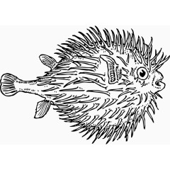 手绘黑色卡通带刺的鱼