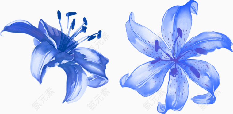 蓝色百合花