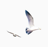 夏日飞翔的海鸥