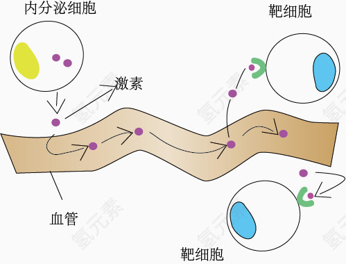 细胞分泌物质