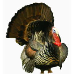 彩绘平安夜食物火鸡