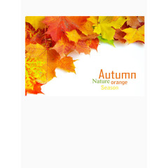 高清枫叶PPT背景图片素材