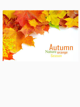 高清枫叶PPT背景图片素材