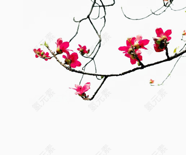 粉色木棉花