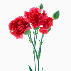红色鲜艳康乃馨