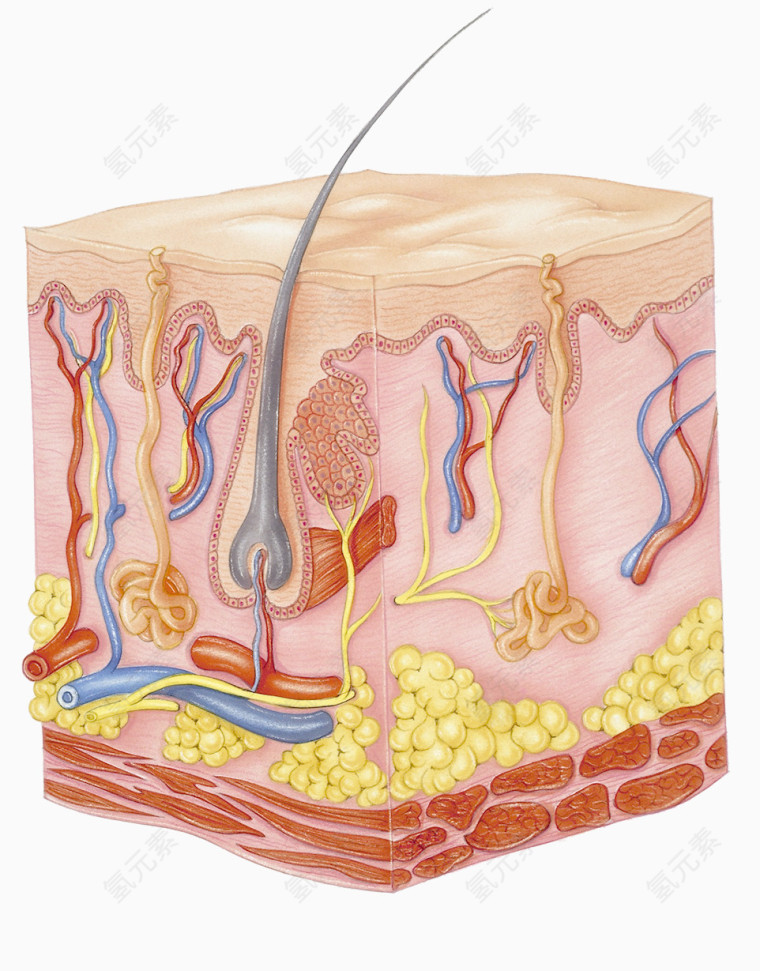 皮下脂肪插画