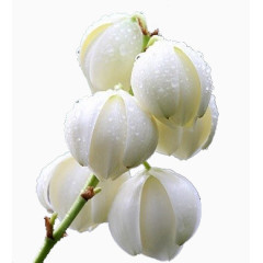 凤尾丝兰免抠素材