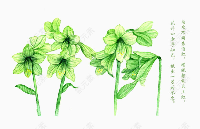 绿色植物