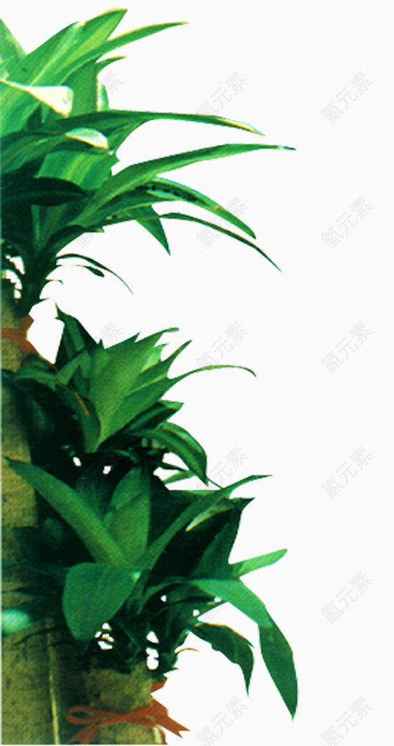 文艺小清新