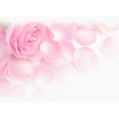 水珠粉色唯美花瓣花朵