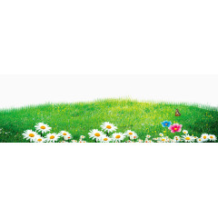 白色小野菊草坪