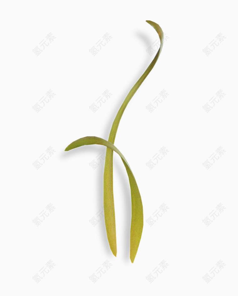 草藤免抠素材