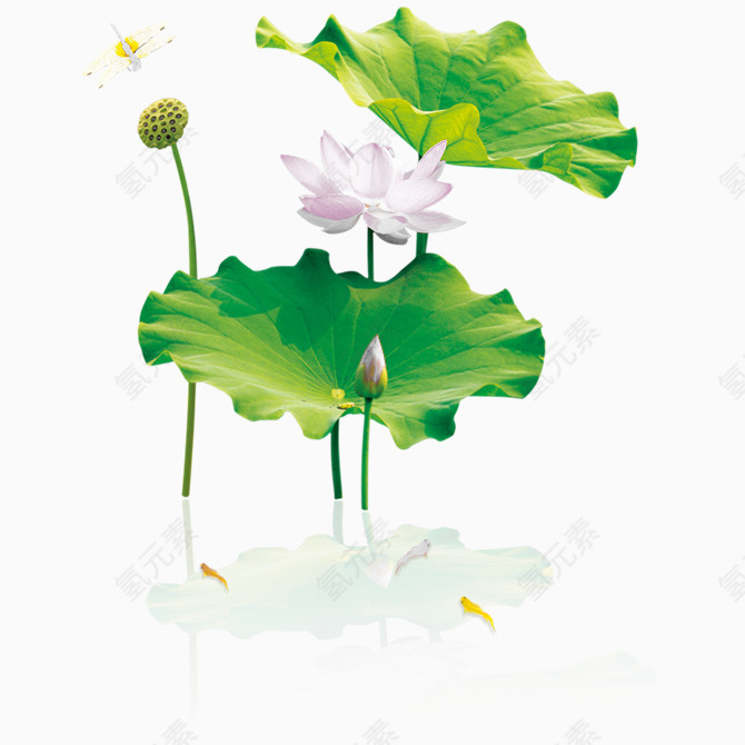 白莲花