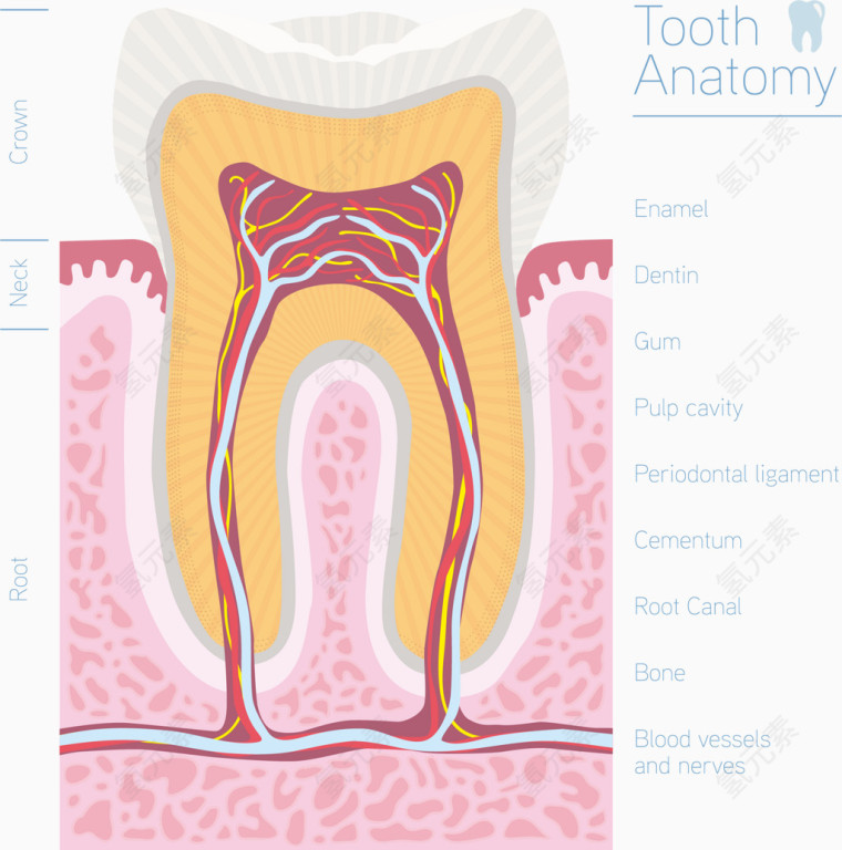 矢量手绘牙齿剖面图