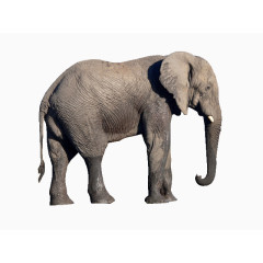 安静的年迈非洲象