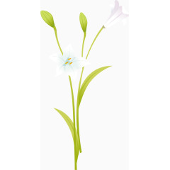 手绘水仙花矢量图