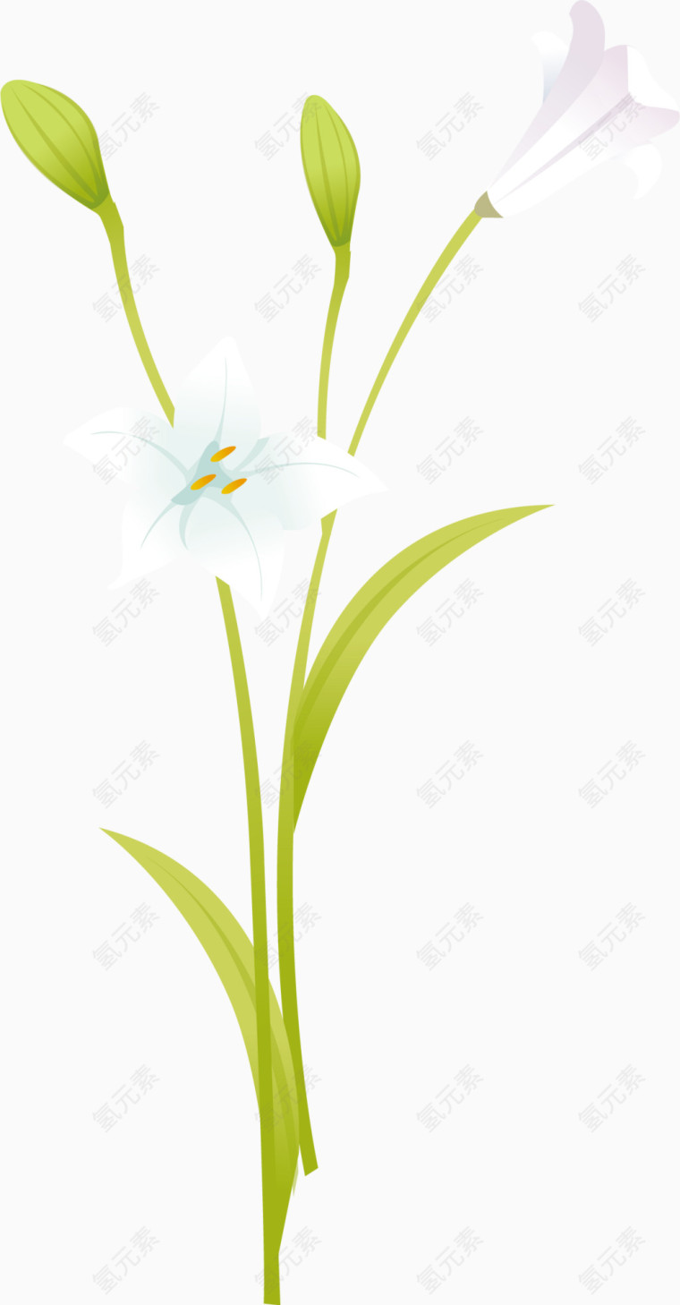 手绘水仙花矢量图