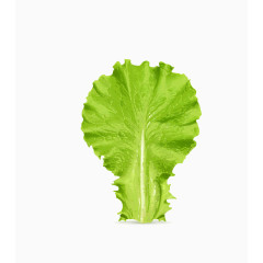 矢量绿色清晰蔬菜生菜叶