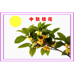 中秋桂花清纯质朴