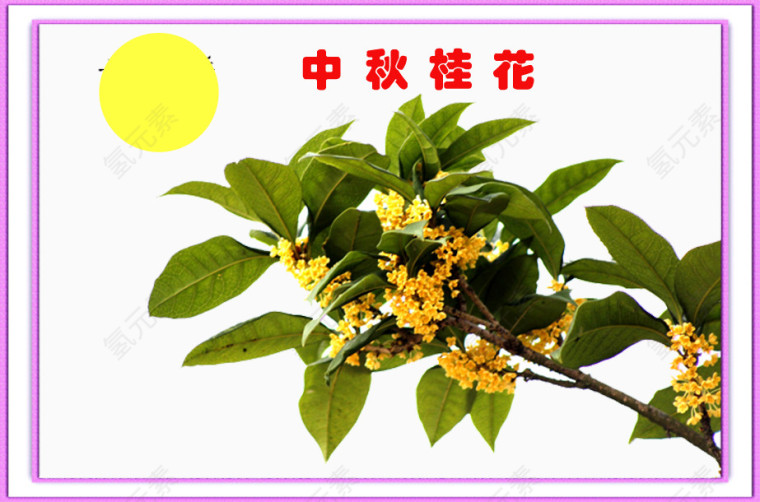 中秋桂花清纯质朴