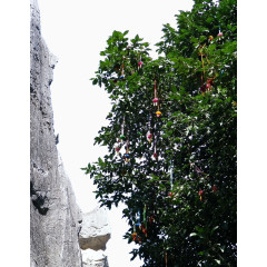 悬崖旁边的许愿树