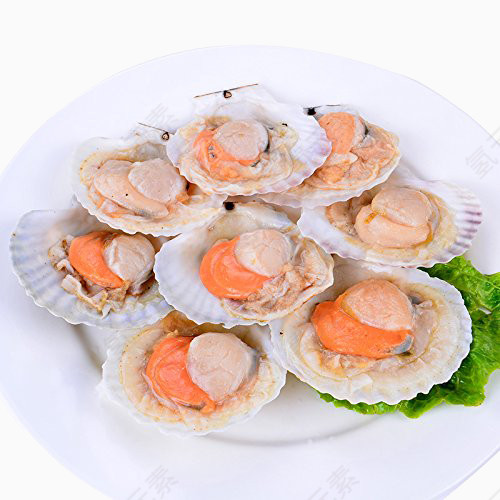 新鲜贝类
