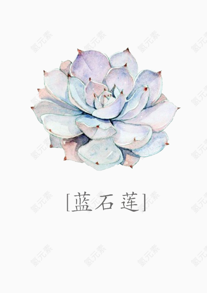 蓝石莲