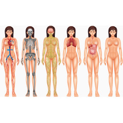 矢量女性身体构造
