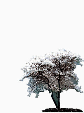 树