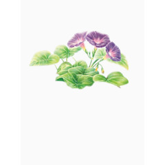 宁静典雅牵牛花图片素材