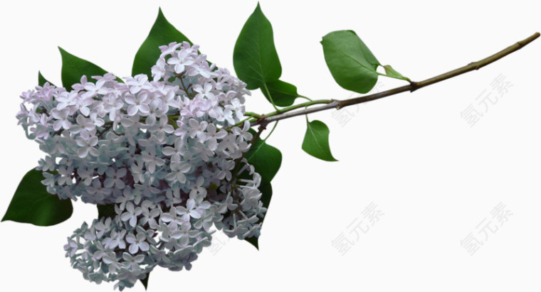 白色丁香花