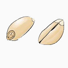 麦粒