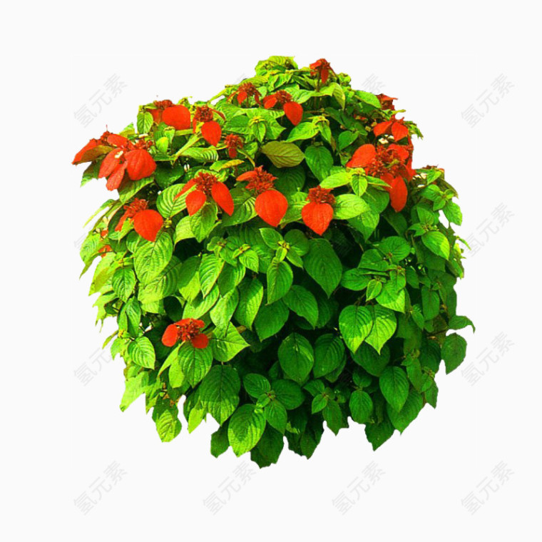 花草