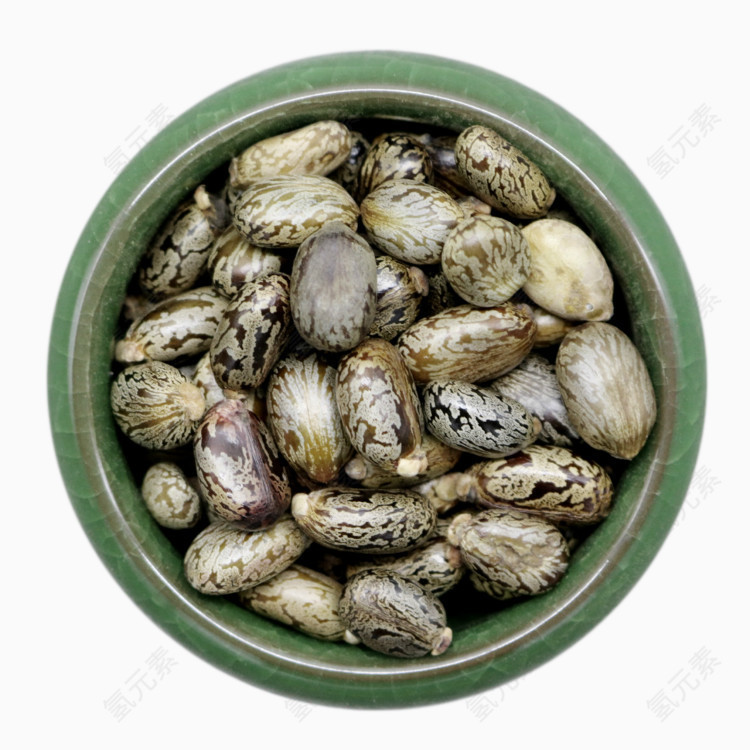 蓖麻子