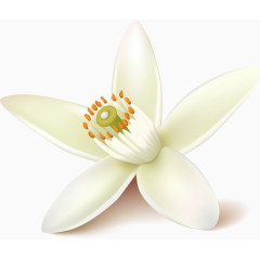 矢量写实白色花朵