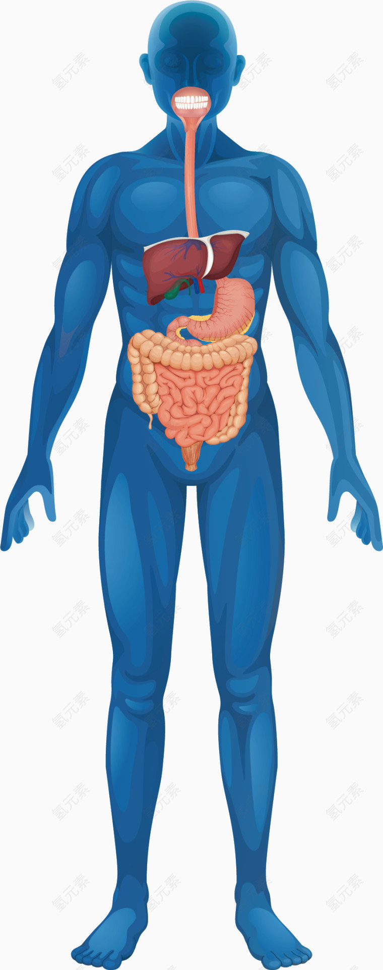 人体结构图矢量素材
