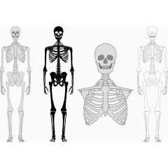 矢量图人体骨骼