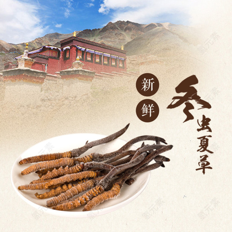 养生中药冬虫夏草海报素材