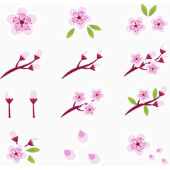 美丽的樱花