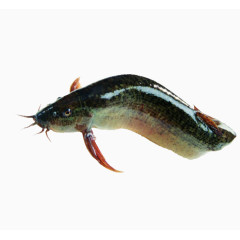 鲢鱼png图片素材