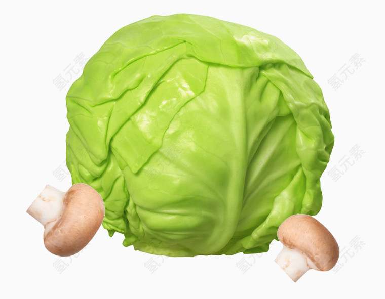 绿色洋白菜素材