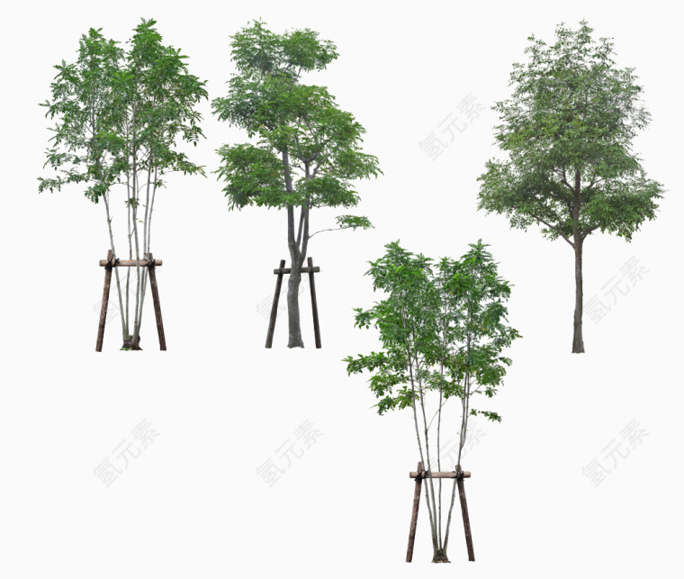 行道树高清免扣素材