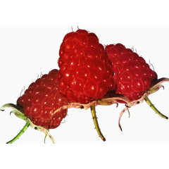 紫红色覆盆子素材