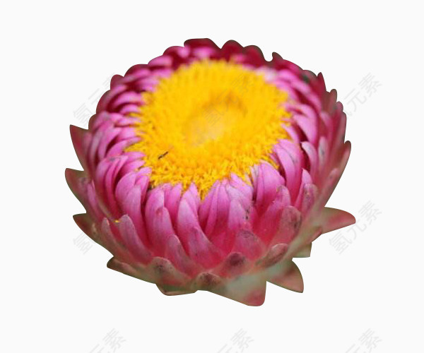 粉色蜡菊花苞图片素材