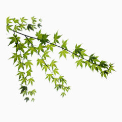 装饰绿树叶