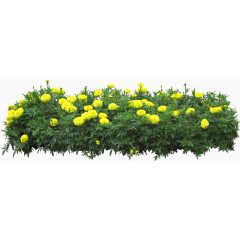 淡黄波斯菊