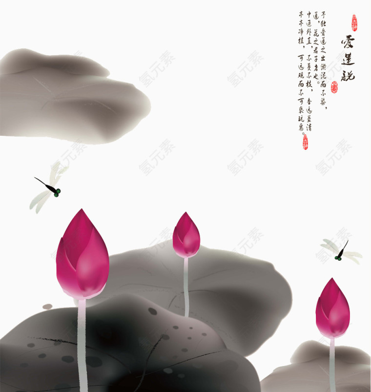 荷花