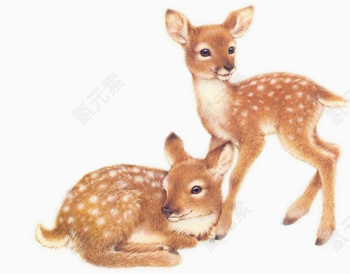 麋鹿写实素材