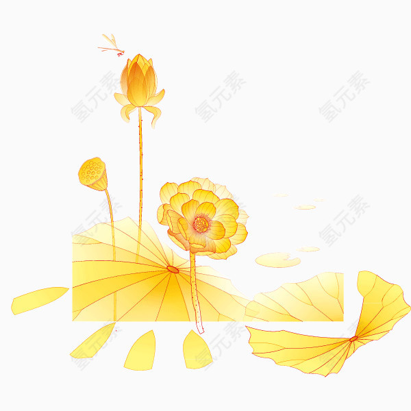 花纹 花 秋天 金黄色